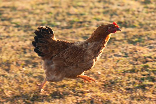 清晨草地母鸡奔跑