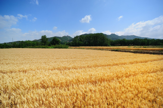 田园风景