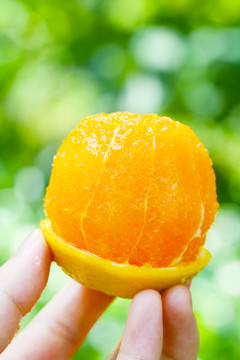 夏橙
