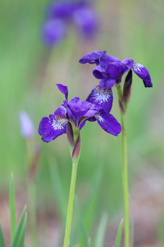 鸢尾花