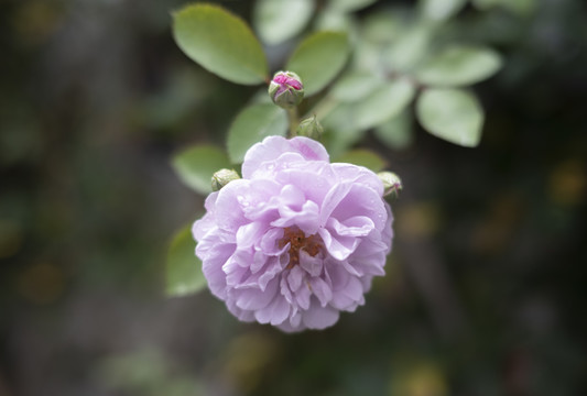 唯美紫色月季花