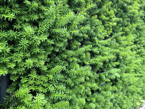 绿植围墙