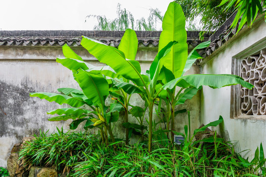 苏州园林墙角芭蕉