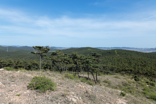 松树青山