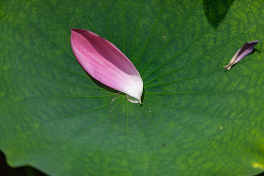 荷花花瓣