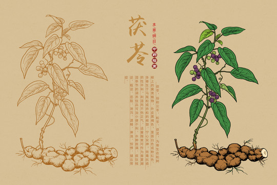 茯苓插画