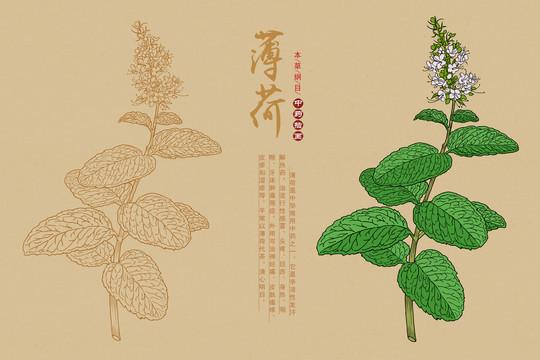 薄荷插画