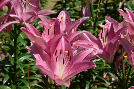 粉色的百合花