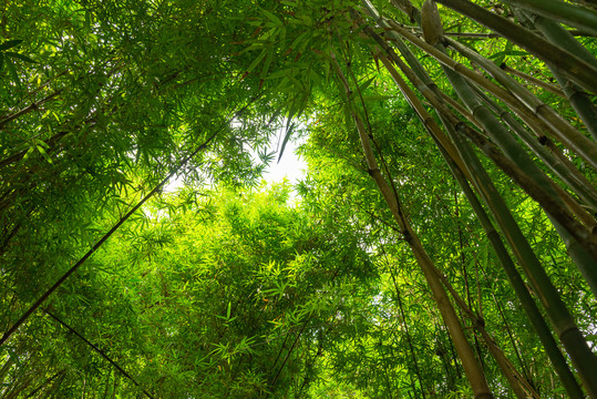 夏日竹林景观