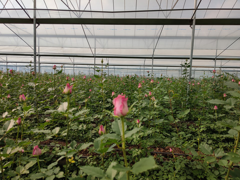 玫瑰花温室大棚