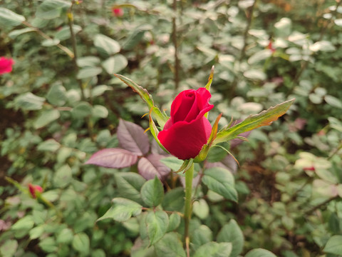 红色玫瑰鲜切花