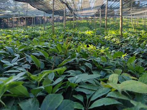 文山三七种植基地