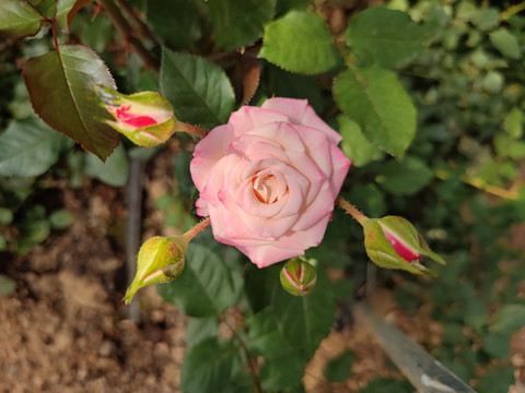 粉色多头玫瑰花