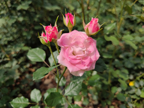 粉色多头玫瑰花