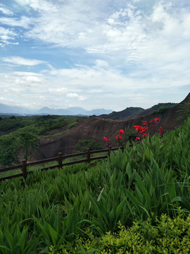 高山美人蕉