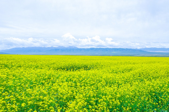 青海湖油菜花