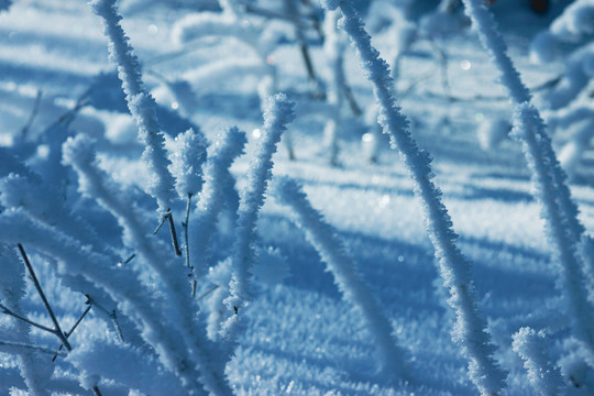 树枝雾凇雪地