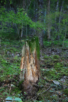 原始森林枯树