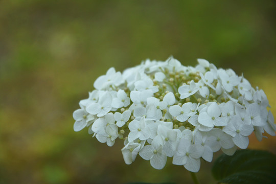 白色绣球花