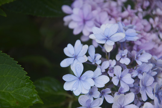 紫色绣球花