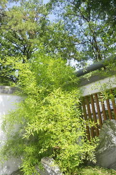 园林景观竹