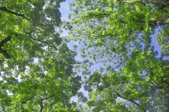 天空树枝