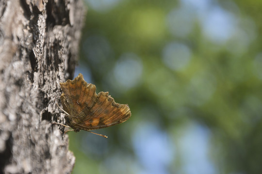树上休息的蝴蝶