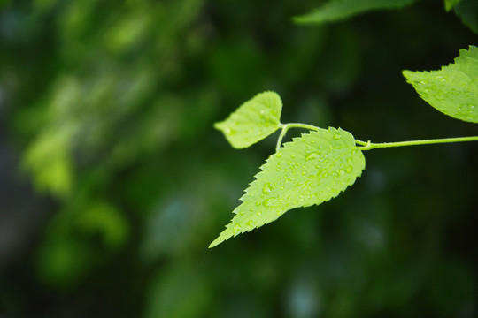 绿叶上的水珠