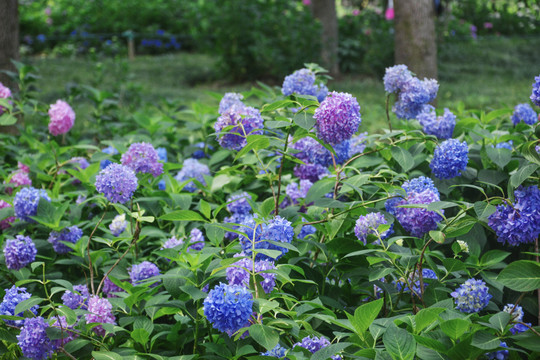 蓝色绣球花丛