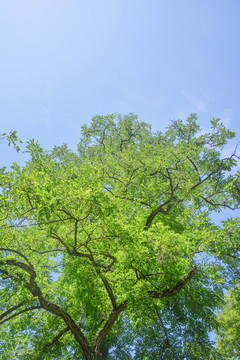 蓝天树枝