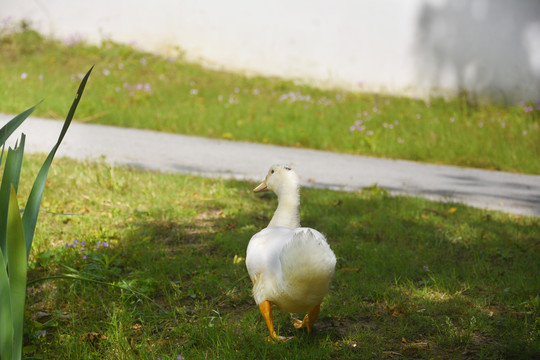 一只散步的鸭子