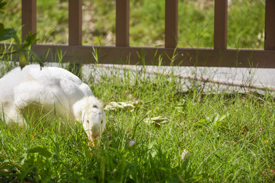 庭院觅食的鸭子