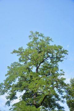 蓝天与树