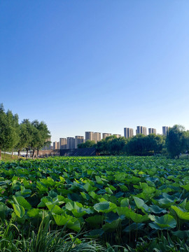 航空港区风光