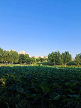 生态宜居城市