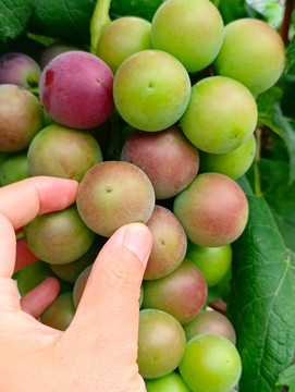 果园摘葡萄