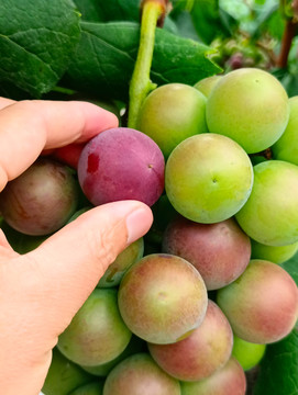 农家葡萄院摘葡萄