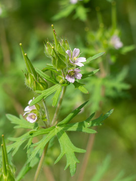 野老鹳草的花果期