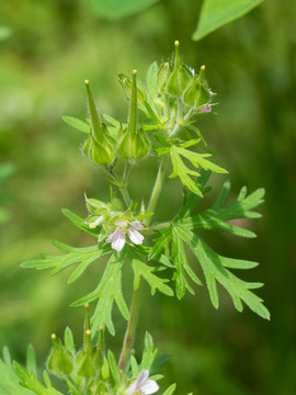 野老鹳草的花果期