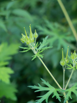 野老鹳草的花果期