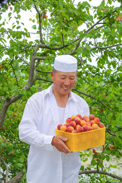 一篮小红杏