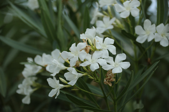 白色夹竹桃花