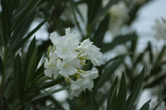 白色夹竹桃花