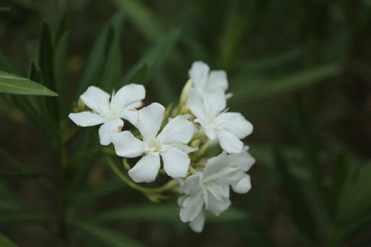 白色夹竹桃花