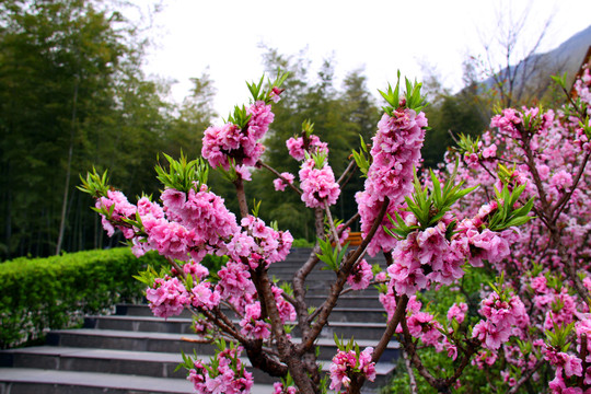 度假区桃花