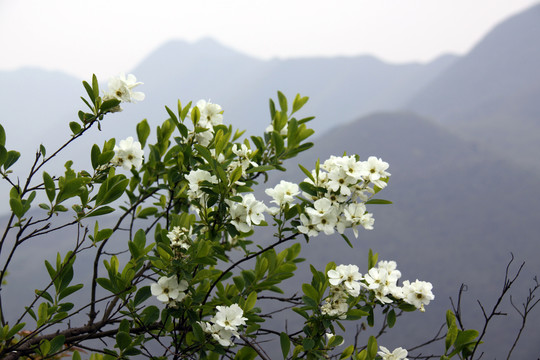 春天山中野花