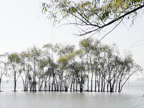 湖中柳树