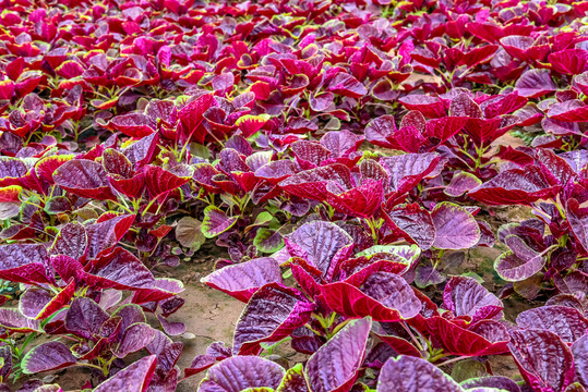 红汉菜