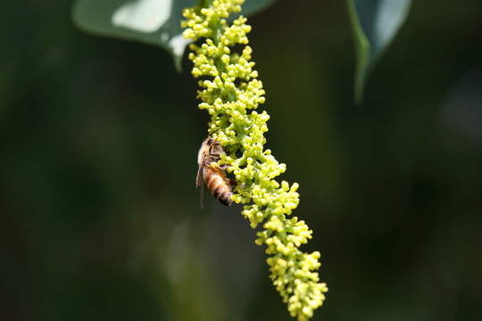 蜜蜂