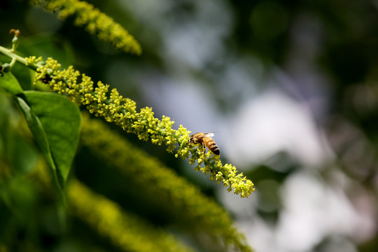 蜜蜂